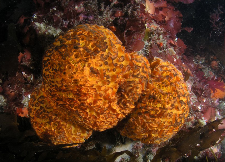 orange sponges clinging to algae covered rock